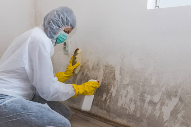 Best Industrial Mold Remediation  in Marlette, MI