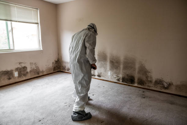 Best Mold Removal for HVAC Installations  in Marlette, MI