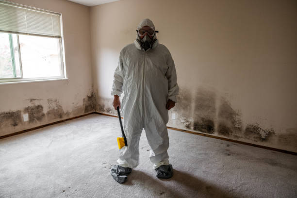 Best Attic Mold Removal  in Marlette, MI