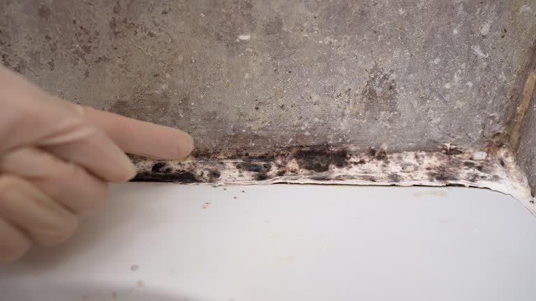 Forensic Mold Investigation in Marlette, MI